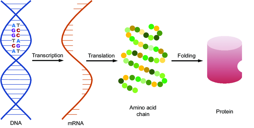 BIOLOGI MOLEKULER