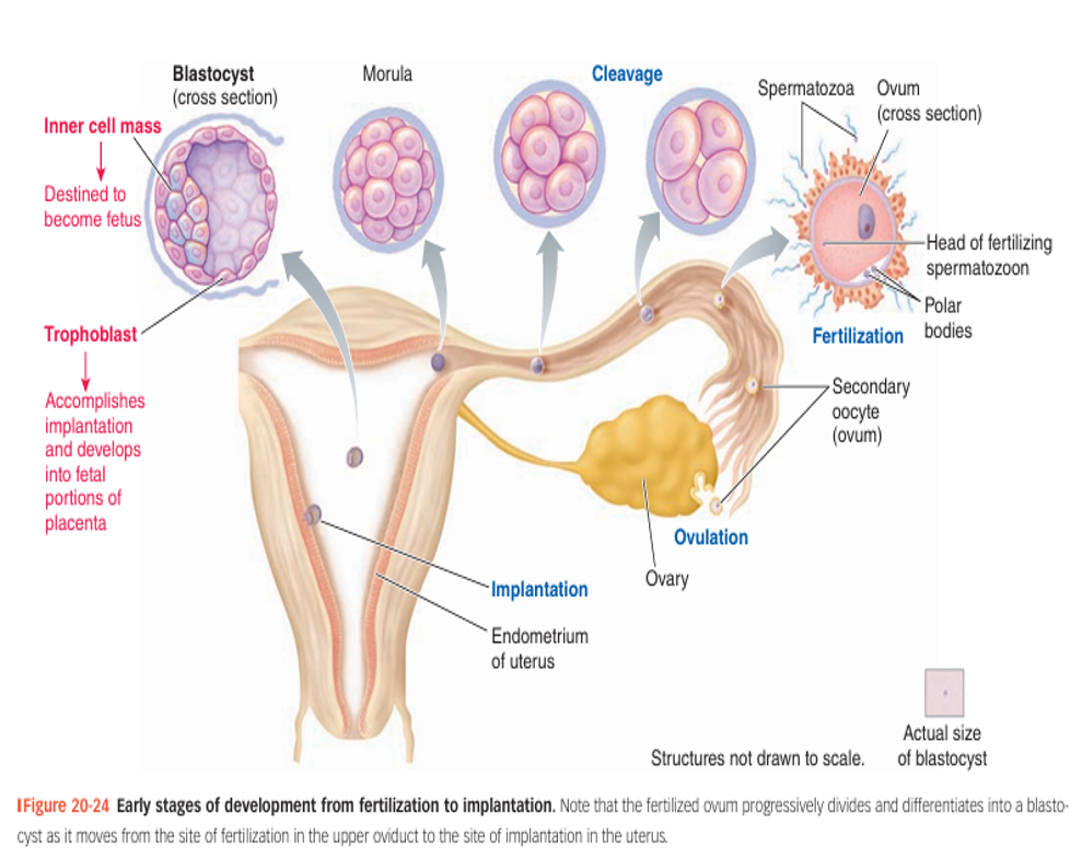 FUNGSI NORMAL SISTEM REPRODUKSI URINARIA