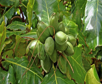 Hasil Hutan Bukan Kayu